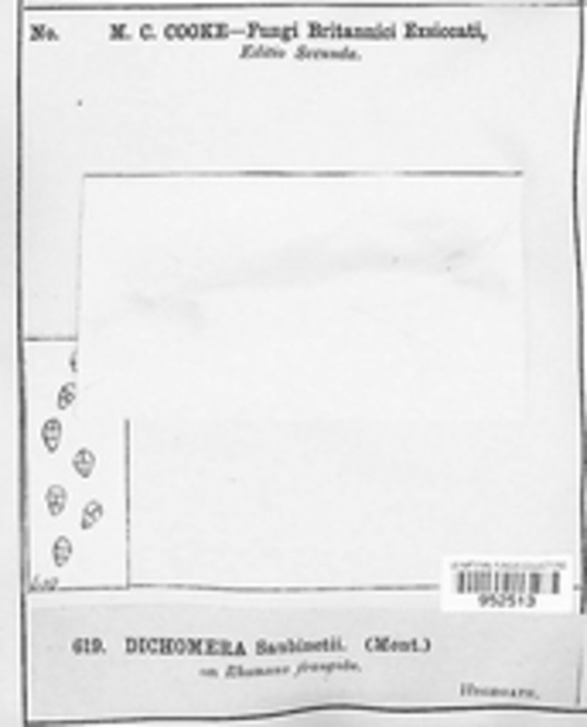 Dichomera saubinetii image